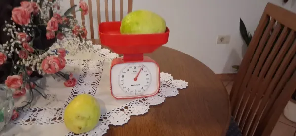 Limone velikanke v &Scaron;mihelu