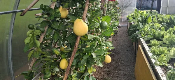 Limone velikanke v &Scaron;mihelu