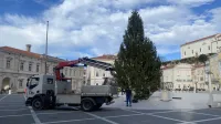 Piran Tartinijev trg novoletna smreka