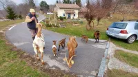 kozice Niko Likar Otlica četverčki