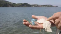 strunjan, odpadki, morje, akcija, či&scaron;čenje