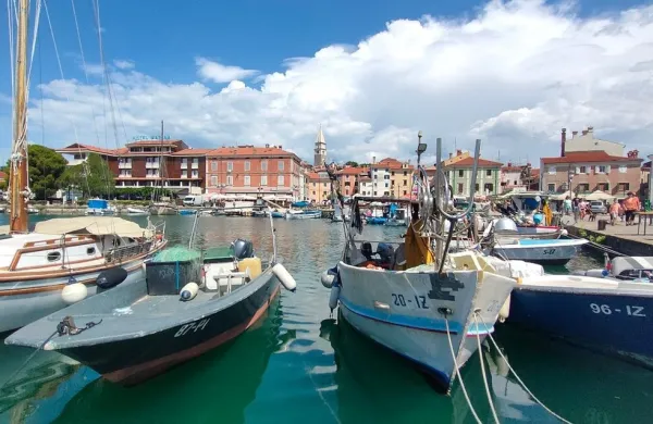 izola mandrač