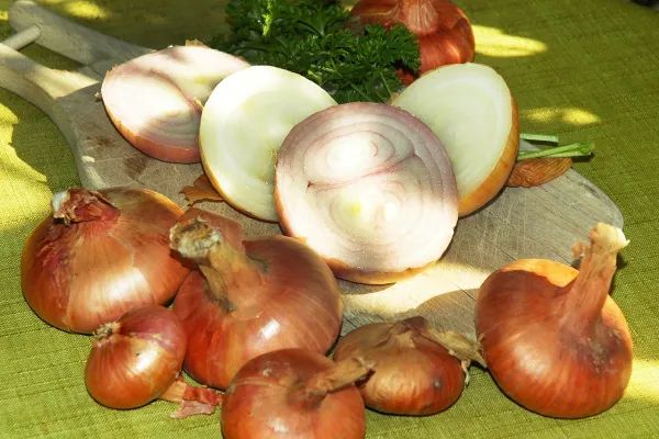 čebula