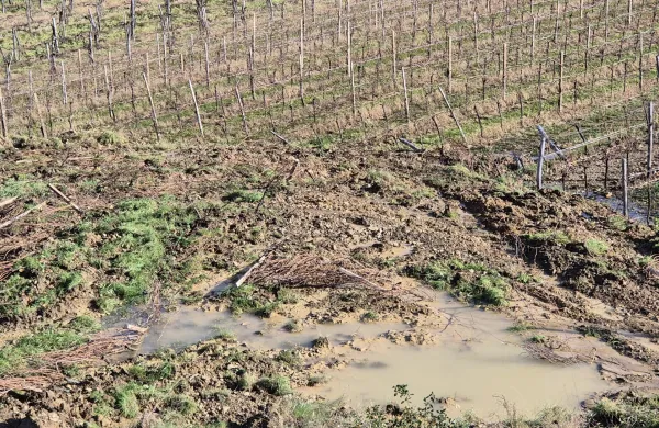 ujma Brda uničeni vinogradi 