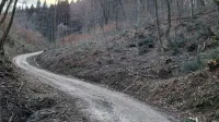 Je bila sečnja večstoletnih dreves nujna? Stroka že meni tako.