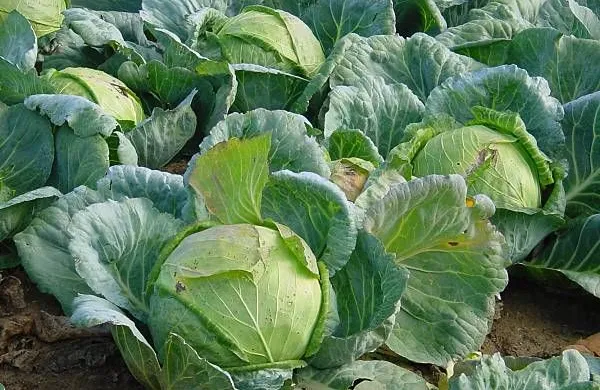 zelje sveže hrana zdravilna rastlina zelenjava