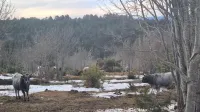 In&scaron;pektorji trdijo, da živali na mrzlem Goliču ne trpijo