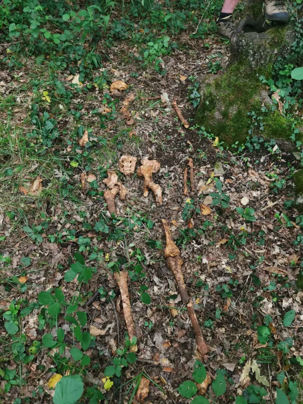 V Pecovi jamiso jamarji naleteli na presenetljivo odkritje, staro skoraj 5.000 let.
