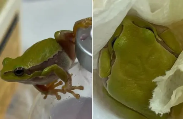 Ne gre za navadno žabico, ampak je del izjemno občutljive skupine živali dvoživk, ki veljajo za biolo&scaron;ke indikatorje zdravega okolja, varuhe ravnovesja v naravi, naravne regulatorje populacij žuželk in pomemben člen prehranjevalnih verig.