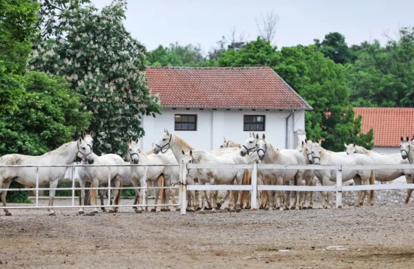Neznanec ponoči iz Kobilarne Lipica izpustil konje