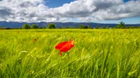 Zeleno zelena pomlad 2023 Vipavska dolina Vrtojbensko polje