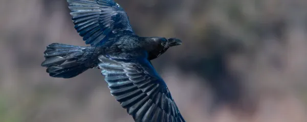 krokar ptica