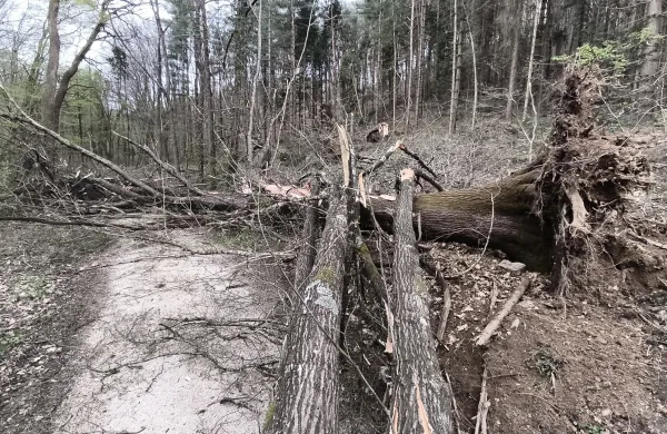 Zaradi podrtega in izruvanega drevja odsvetujejo obisk Panovca