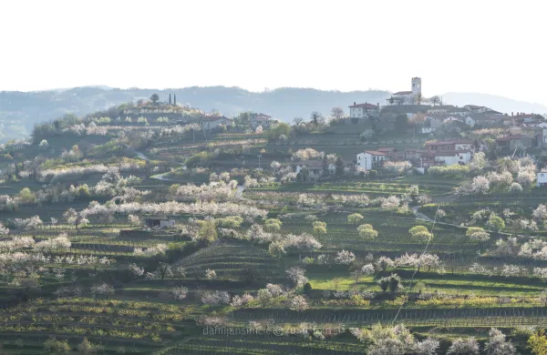 Združenje sadjarjev Brda ob 60. obletnici Praznika če&scaron;enj pripravlja mednarodni posvet o če&scaron;nji