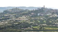 Združenje sadjarjev Brda ob 60. obletnici Praznika če&scaron;enj pripravlja mednarodni posvet o če&scaron;nji