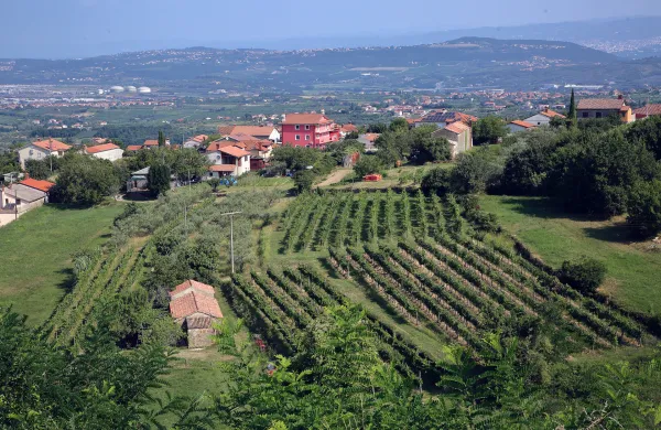 Marezige, 30.07.2021Turistična zadruga Zakladi Istre, predstavitev,Vinska fontana Marezige, panoramski pogled