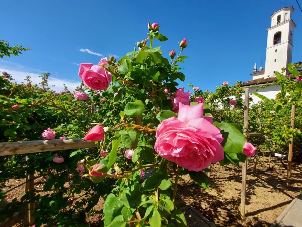 Burbonke na Kostanjevici že cvetijo, vrtnice tudi v poeziji in kulinariki