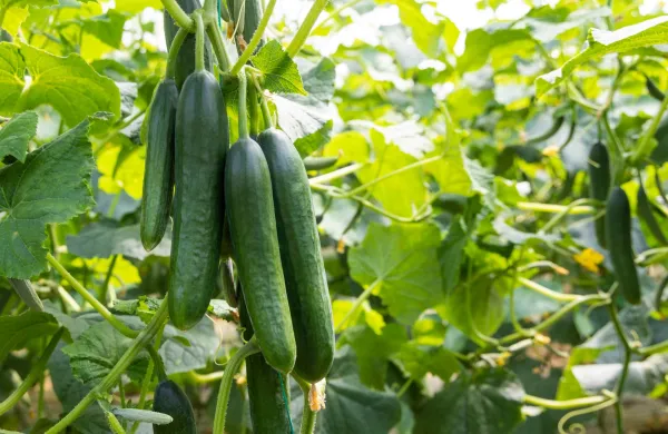 Vacciplant&reg; - naravna moč morskih alg za zdravo in kakovostno zelenjavo