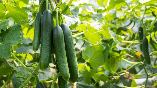 Vacciplant&reg; - naravna moč morskih alg za zdravo in kakovostno zelenjavo