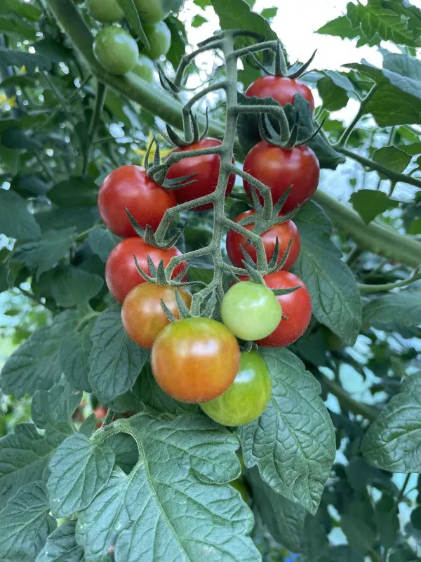 Vacciplant&reg; - naravna moč morskih alg za zdravo in kakovostno zelenjavo