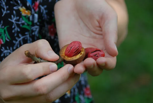 Takole izgleda svež mu&scaron;katni ore&scaron;ček v lupini. 