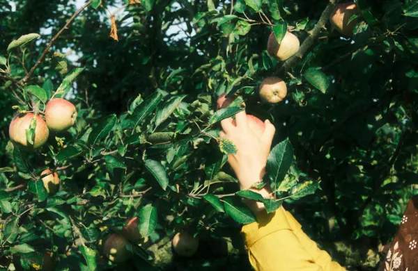Pesticidi so &scaron;kodljivi. Kar pa &scaron;e ne pomeni, da uživanje &scaron;kropljenih jabolk ali solate v običajnih prehranskih količinah povzroča raka pljuč pri splo&scaron;ni populaciji.