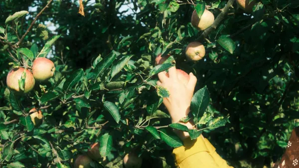 Pesticidi so &scaron;kodljivi. Kar pa &scaron;e ne pomeni, da uživanje &scaron;kropljenih jabolk ali solate v običajnih prehranskih količinah povzroča raka pljuč pri splo&scaron;ni populaciji.