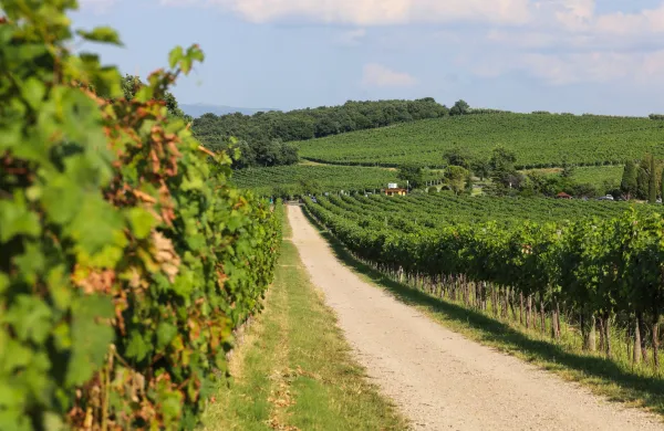 Slovenska Istra stopa na pot enotne in digitalno podprte vinske destinacije