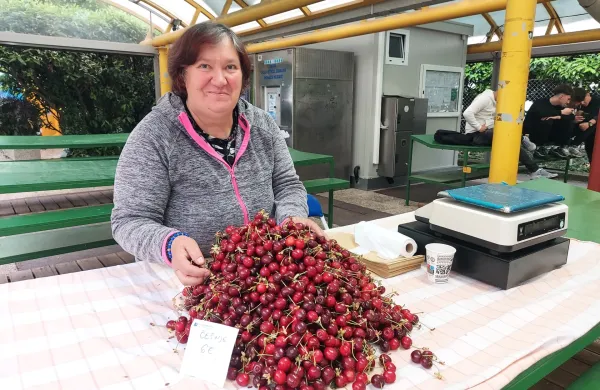 Obetala se je dokaj lepa letina če&scaron;enj, a dež je pri&scaron;el v najmanj primernem času
