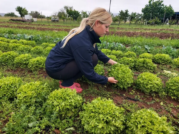 neurje toča sodra kmetijstvo Kmetija Gorkič Vrtojba Barbara Gorkič solata