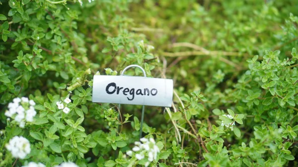 Če doma sami pripravljate pizzo, si v lonček nasadite origano, saj je svež najbolj aromatičen. 