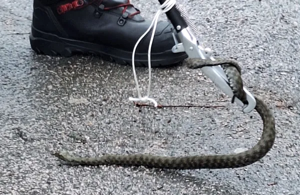 Na kranjskem parkiri&scaron;ču Čebelica so konec tedna na&scaron;li kobranko.