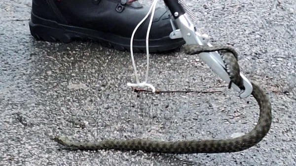 Na kranjskem parkiri&scaron;ču Čebelica so konec tedna na&scaron;li kobranko.