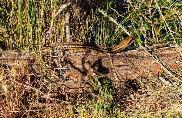  Progasti gož je sredozemska kača, ki lahko doseže več kot poltretji meter v dolžino (foto: Iztok Zupan). 