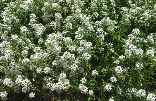 Grobelnik je izredno koristna in di&scaron;eča rastlina tudi na zelenjavnem vrtu.
