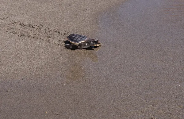 A loggerhead turtle on La Rumina beach in the town of Moj&aacute;car, Almer&iacute;a. 15 June 2026 in Moj&aacute;car, Almer&iacute;a (Andalusia, Spain).15 JUNE 202606/15/2026,Image: 1110329188, License: Rights-managed, Restrictions:, Model Release: no, Credit line: Marian Le&oacute;n/ContactoPhoto/Profimedia