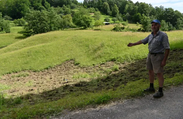 Divji pra&scaron;iči v Brkinih &ldquo;frezajo&rdquo; travnike