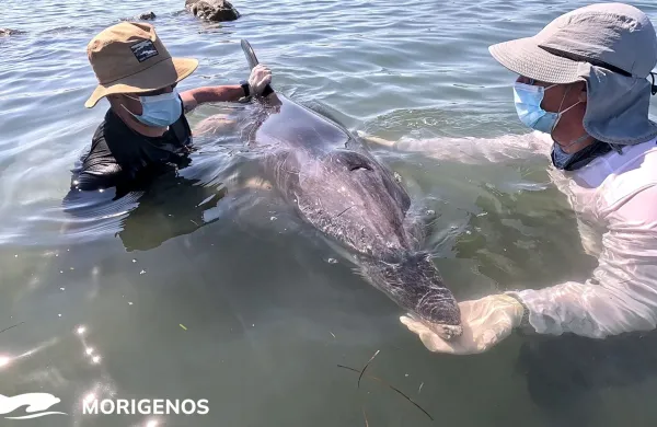 Delfin 