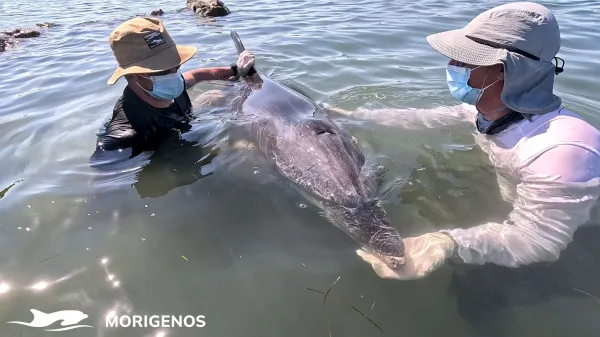 Delfin 