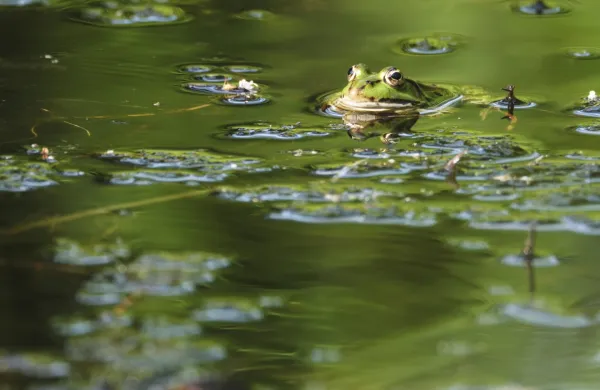 Edible Frog (Pelophylax cl. esculentus), nature conservation farm, Nettetal, North Rhine-Westphalia, Germany,Image: 1060513172, License: Royalty-free, Restrictions:, Model Release: no, Credit line: Joachim Moebes Claudino/imageBROKER/Profimedia
