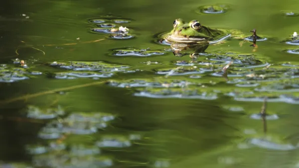 Edible Frog (Pelophylax cl. esculentus), nature conservation farm, Nettetal, North Rhine-Westphalia, Germany,Image: 1060513172, License: Royalty-free, Restrictions:, Model Release: no, Credit line: Joachim Moebes Claudino/imageBROKER/Profimedia