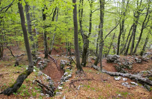 Planinca iz Postojne i&scaron;čejo že od sobote