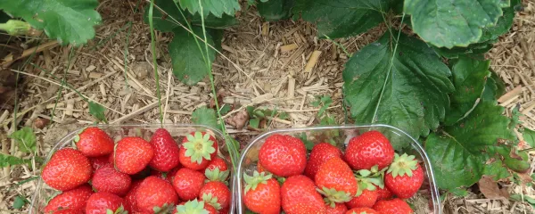 Analize pesticidov v hrani so porazne