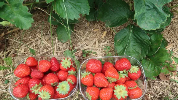 Analize pesticidov v hrani so porazne