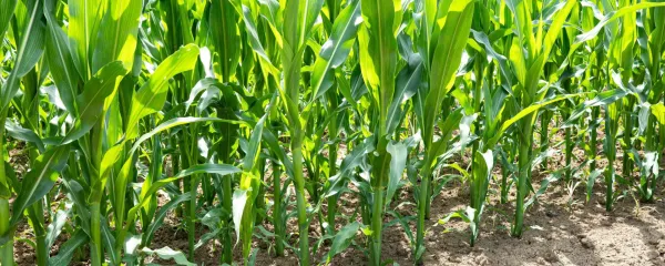 A side view showing a row of young green corn stalks growing out of dry, cracked brown soil in a farm field, illuminated by bright daylight during the summer season.,Image: 1116442742, License: Royalty-free, Restrictions:, Model Release: no, Credit line: Octavian Lazar/Alamy/Profimedia