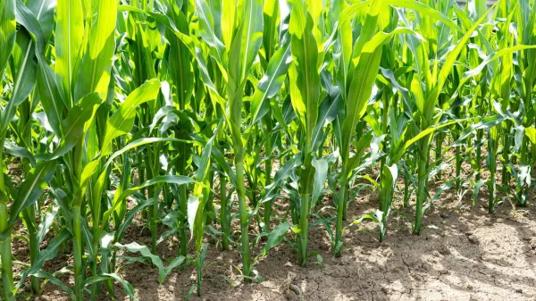 A side view showing a row of young green corn stalks growing out of dry, cracked brown soil in a farm field, illuminated by bright daylight during the summer season.,Image: 1116442742, License: Royalty-free, Restrictions:, Model Release: no, Credit line: Octavian Lazar/Alamy/Profimedia