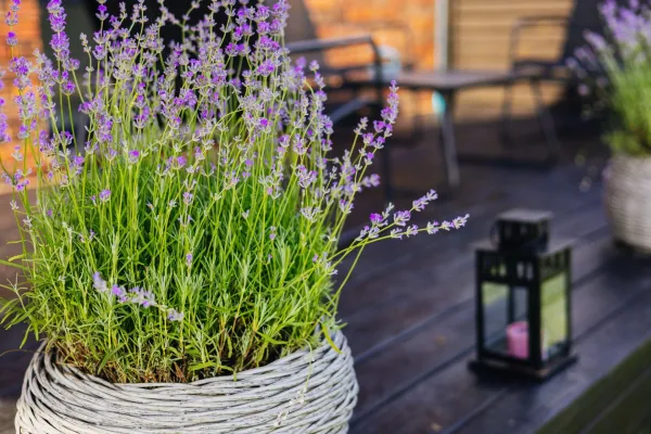 Purple lavender blossoms in a woven pot sit on a dark wooden deck. A close-up of a lavender plant in a woven pot on a wooden deck. The background features a blurred patio setting with a lantern.,Image: 1022767181, License: Royalty-free, Restrictions:, Model Release: no, Credit line: Vita Popova/Alamy/Profimedia