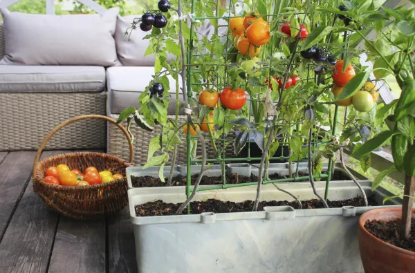 Container vegetables gardening. Vegetable garden on a terrace. Red, orange, yellow, black tomatoes growing in container,Image: 1113496941, License: Royalty-free, Restrictions:, Model Release: no, Credit line: Virginija Vaidakaviciene/imageBROKER/Profimedia