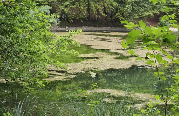 Če v vodi opazite plavajočo go&scaron;čo, si za kopanje raje izeriti kak&scaron;en drug kotiček jezera ali reke. 