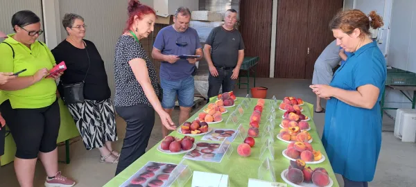 I&scaron;čejo sorte, ki obilno rodijo, so okusne in lepe